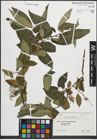 Foto von Salix pentandra L.